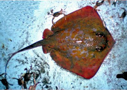 Dasyatis marmorata_07.jpg